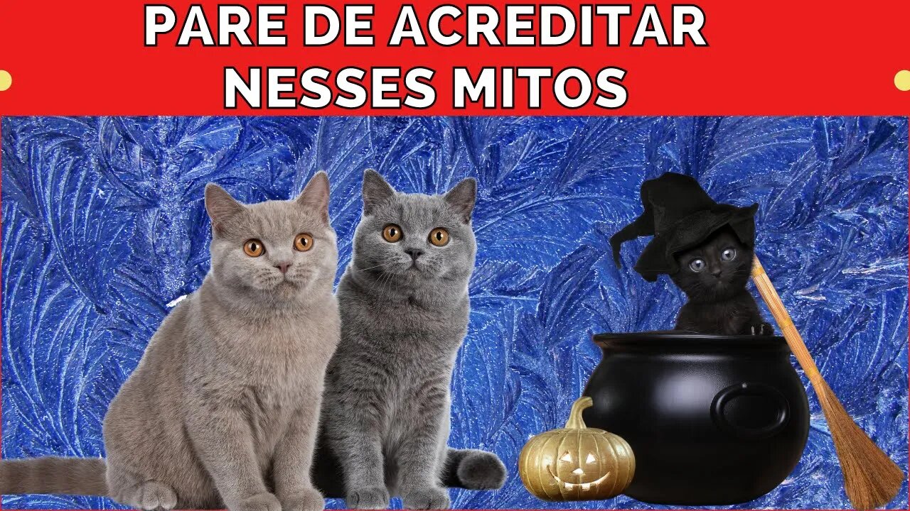 16 mitos sobre gatos que vc deve parar de acreditar - links na descrição