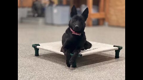Basic Dog Always Works. Never Overlook The Basics