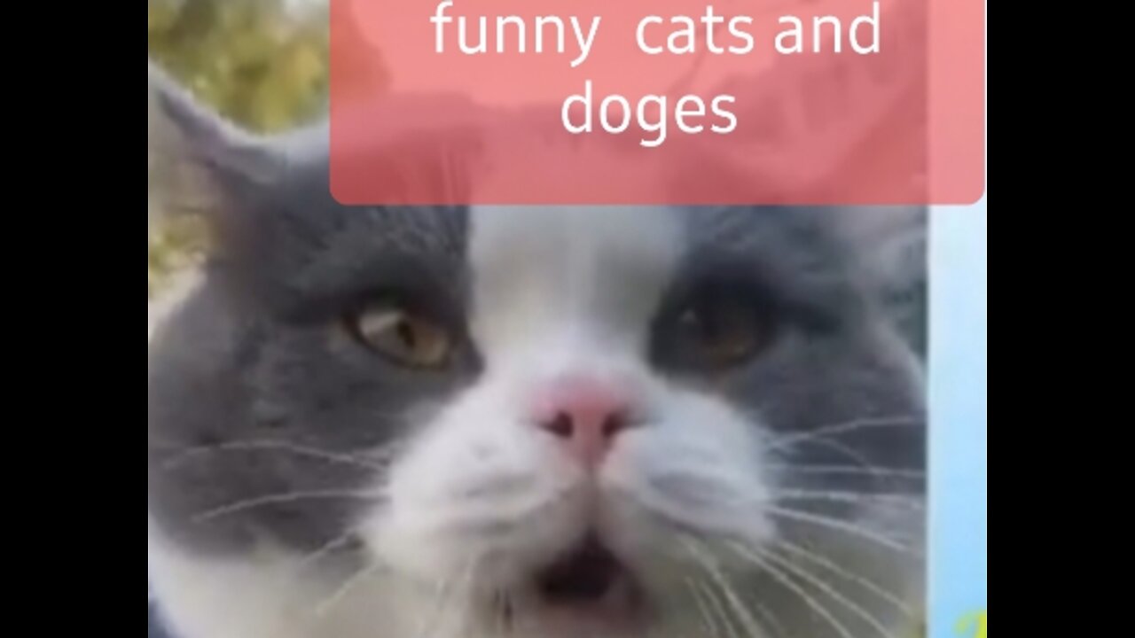 Best funny cates and doges video