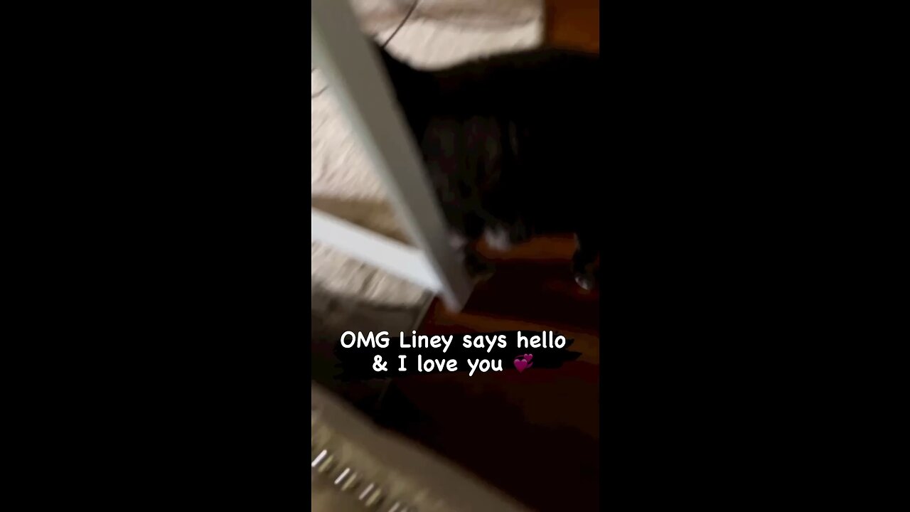 Liney says hello and I love you 💕