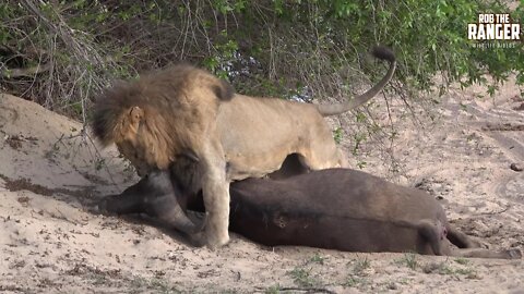 Daughters Of The Mapogo Lions - Rebuilding The Othawa Pride - 142: With A Fresh Buffalo!