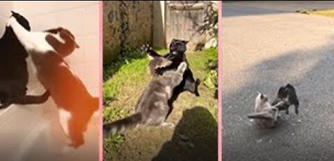 Cat funny compilation videos