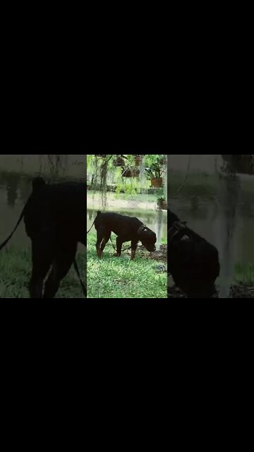 Samson is just rollin’