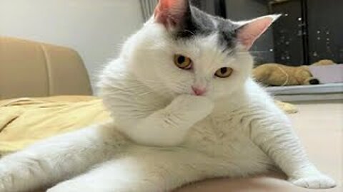 FUNNY CATS VIDEO EVER 2023 (part1)