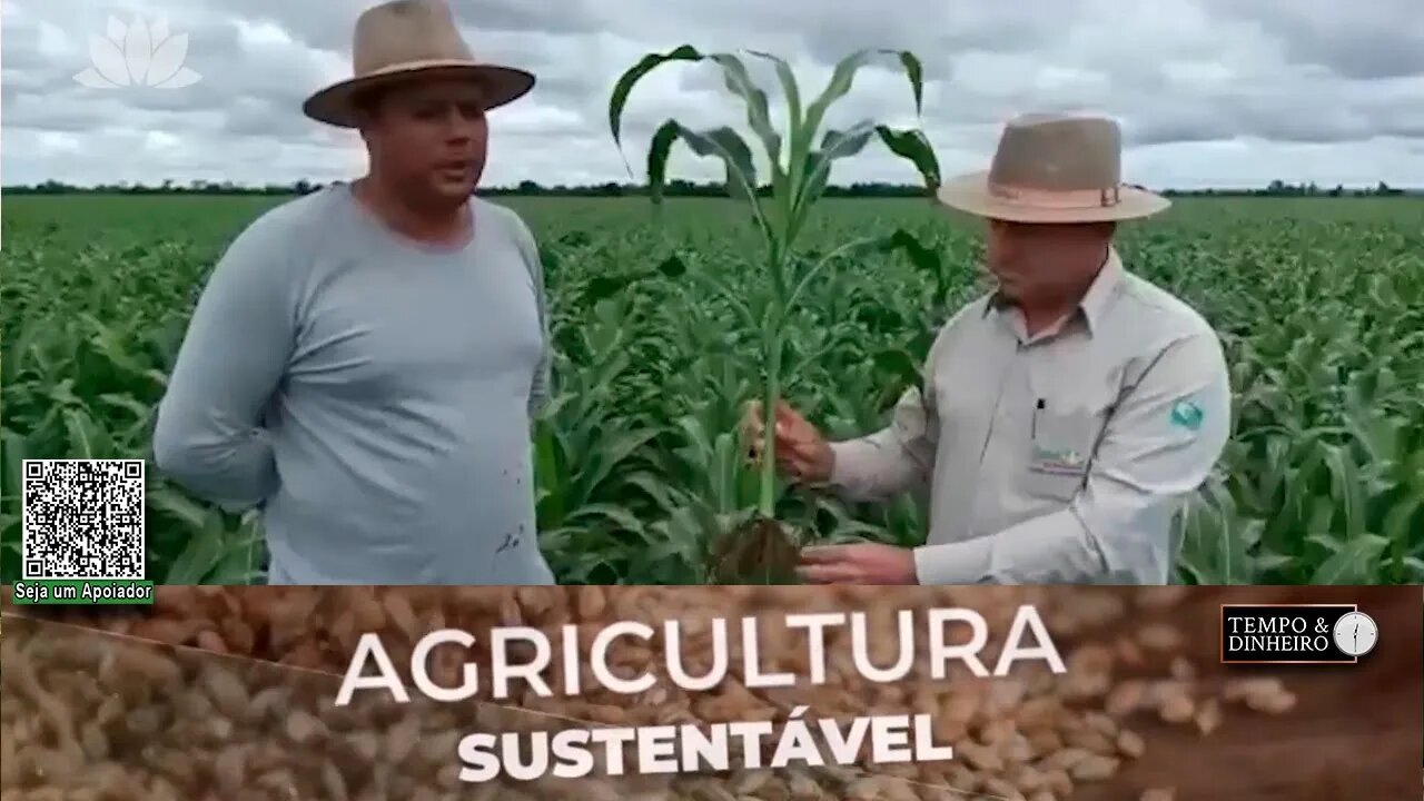 Sorgo mais produtivo com SH - 24 da Lottus Biosoluções