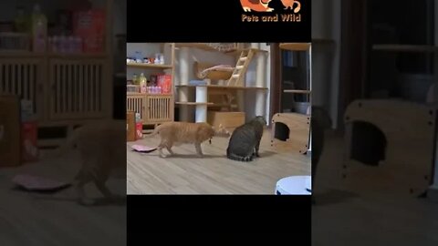 adorable and lovable cats video #cats 2022 #funnycats #Petsandwild