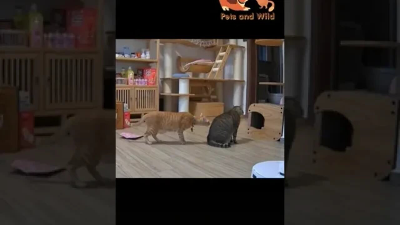 adorable and lovable cats video #cats 2022 #funnycats #Petsandwild