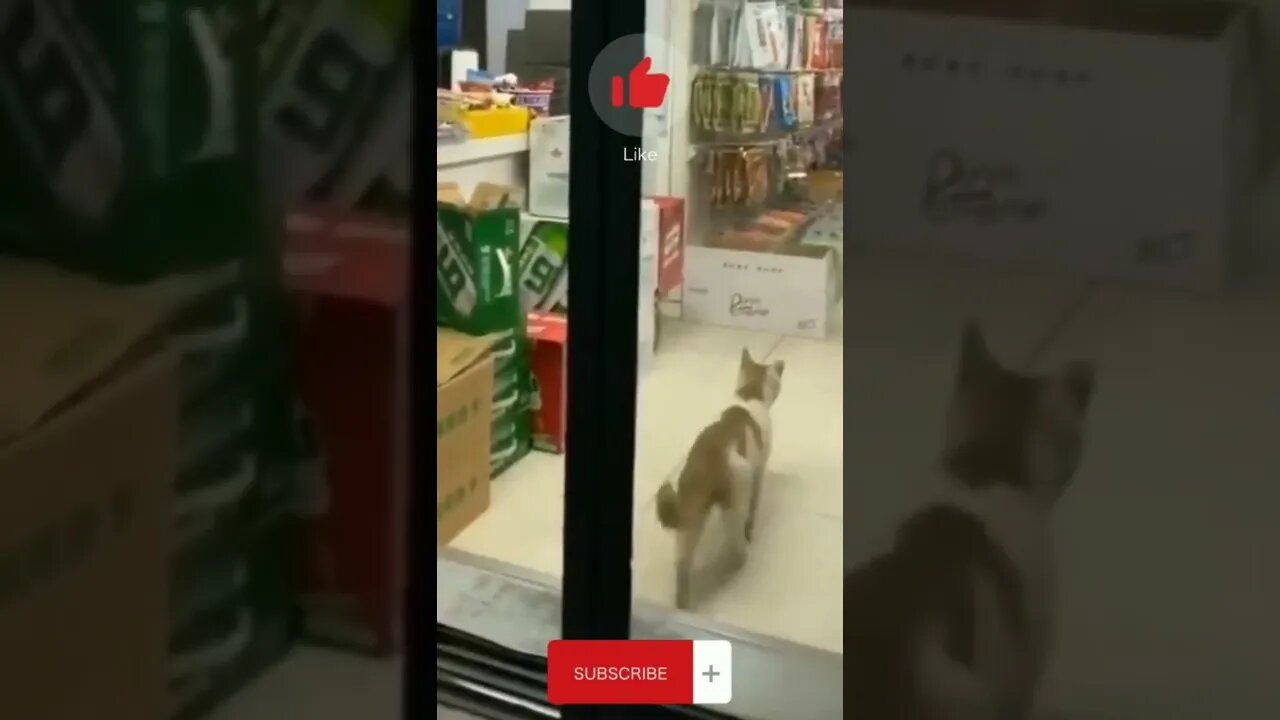 Funny Cats | Cute Cats