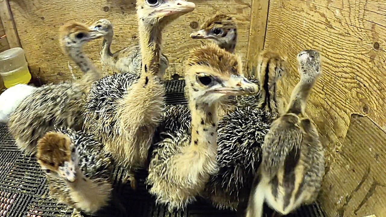 Visiting a Quebec OSTRICH Farm