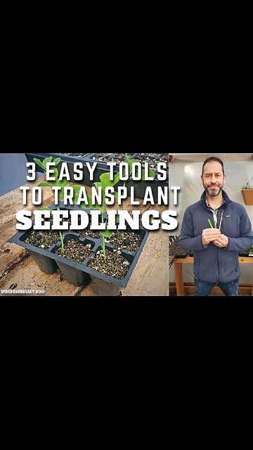 🌱 Seedling Transplanting Tools #shorts | Seedling Care - SGD 345 🌱