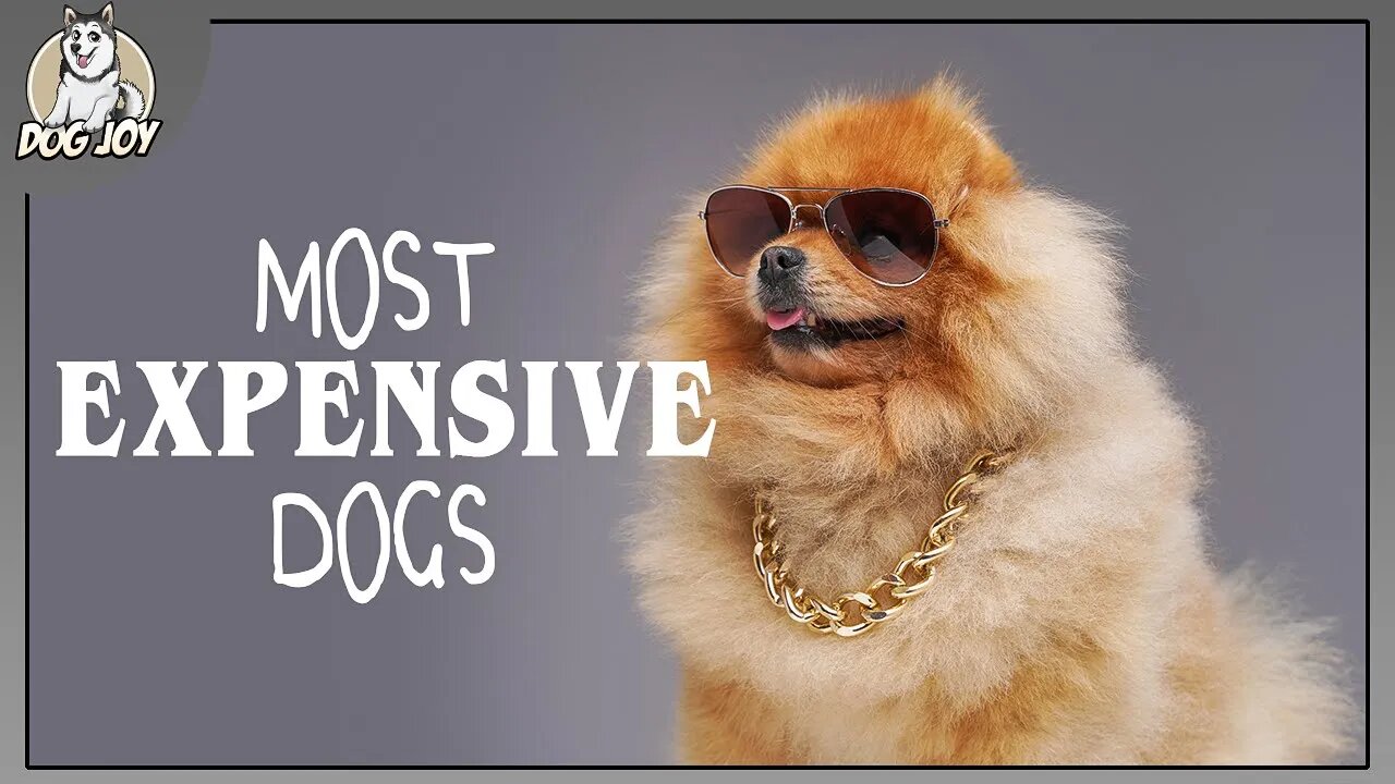 Most EXPENSIVE Dog Breeds in the World