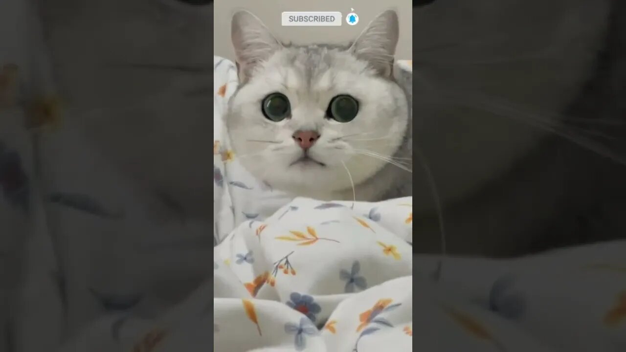 cute cat videos 😹 funny videos 😂 582 😻