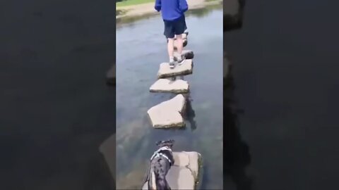 #no #title #needed #no #risk #no #funnydogs