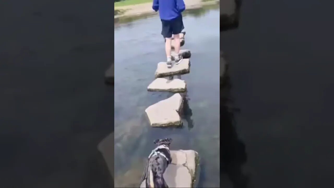 #no #title #needed #no #risk #no #funnydogs