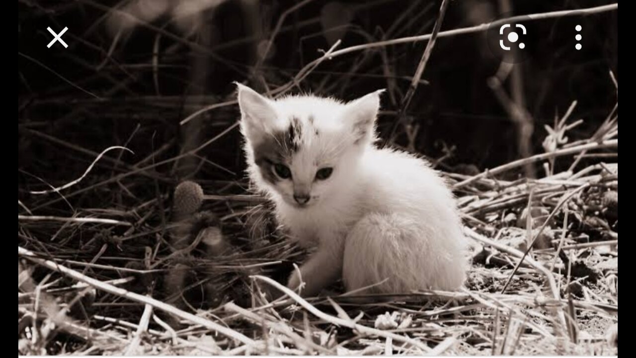 Funny Animal video moment