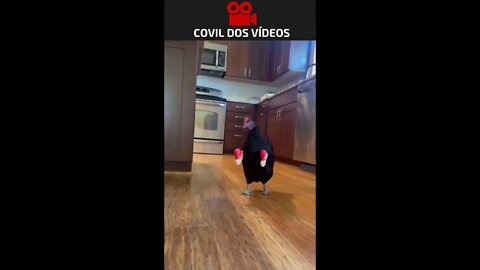 MIKE GATO VS HOLY FRANGO