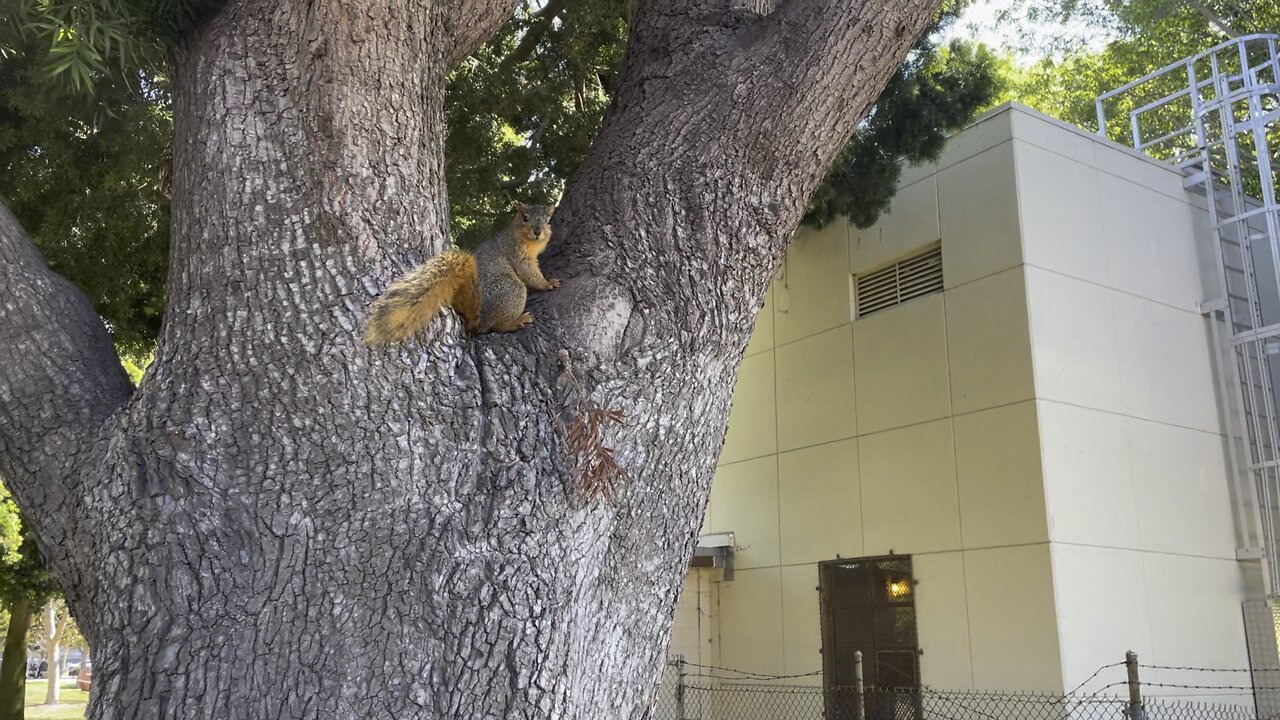 Luna finds cute squirrel some food