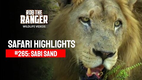 Safari Highlights #265: 18 - 20 April 2014 | Sabi Sand Nature Reserve | Latest Wildlife Sightings