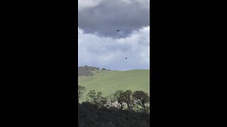 Birds of Prey Soaring