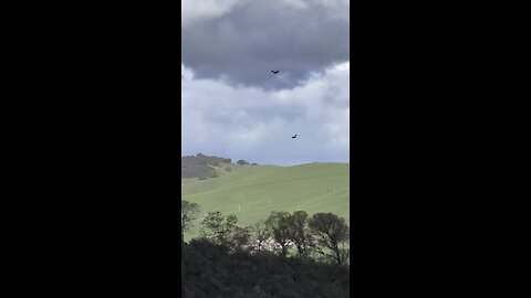 Birds of Prey Soaring