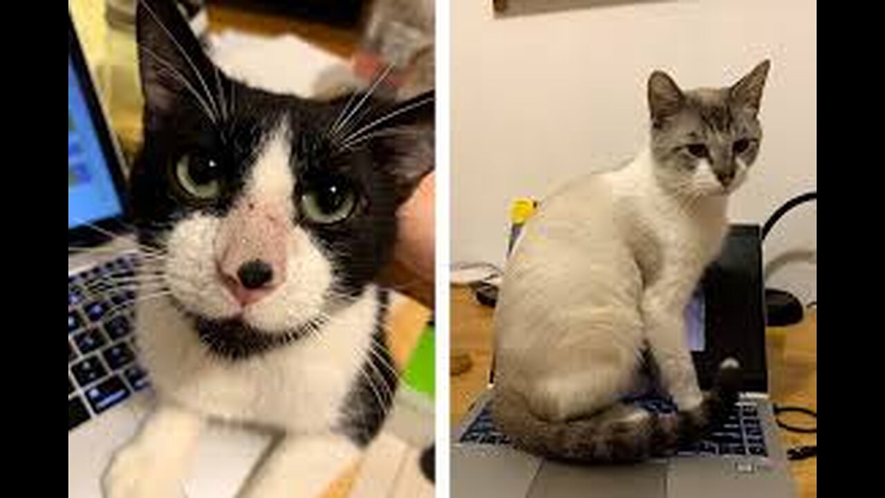 So Funny cat videos compilation 2023