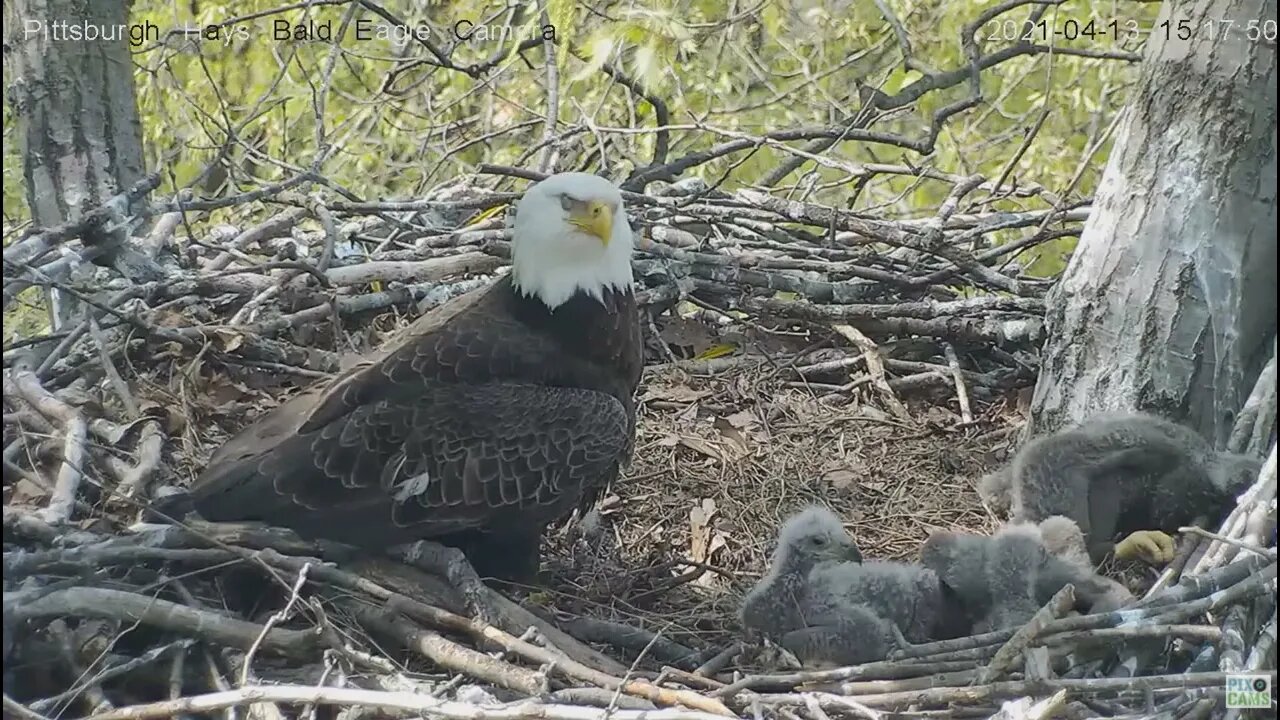 Hays Eaglet H15 'No one's looking I'm going to eat this'! 2021 04 13 15:17