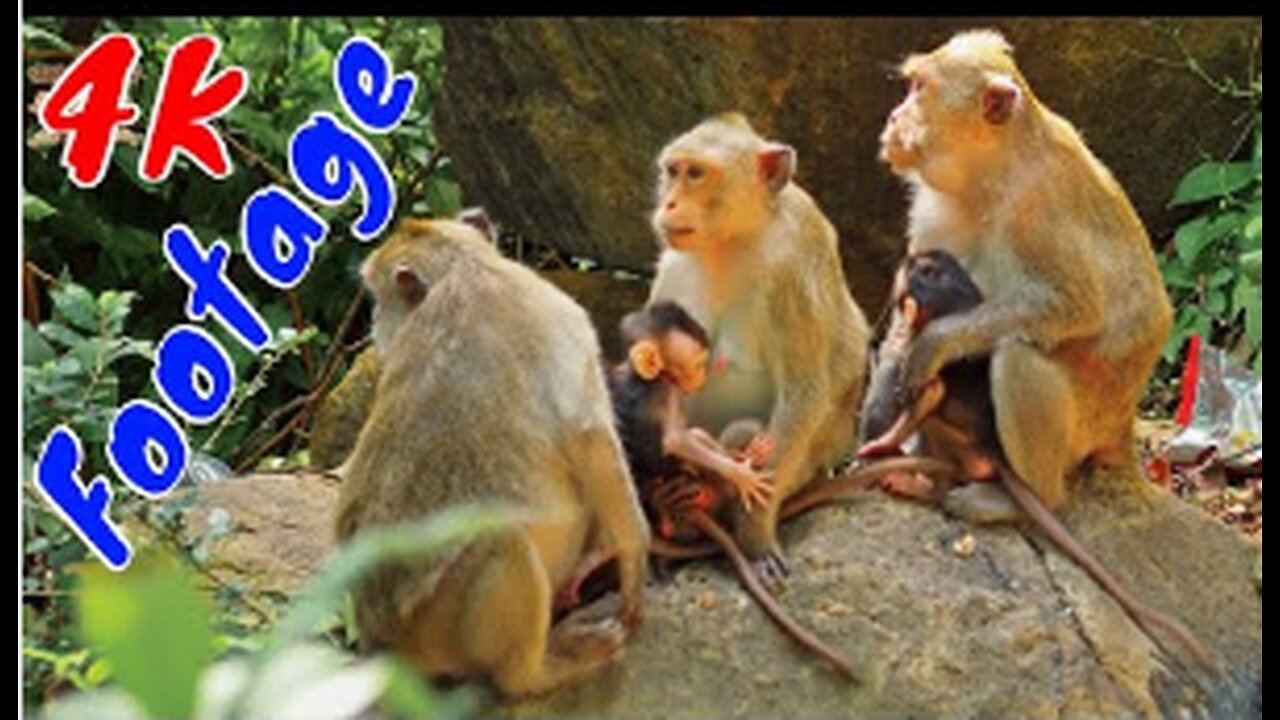 4K Quality Animal Footage - Monkeys Beautiful Scenes Episode 2 | Viral Monkey Viral Monkey