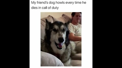 Good boy does a yell