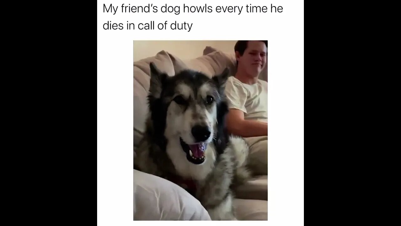 Good boy does a yell