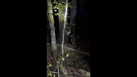 Treeing A Giant Raccoon