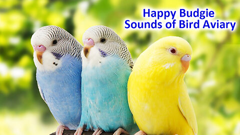 Happy Budgies