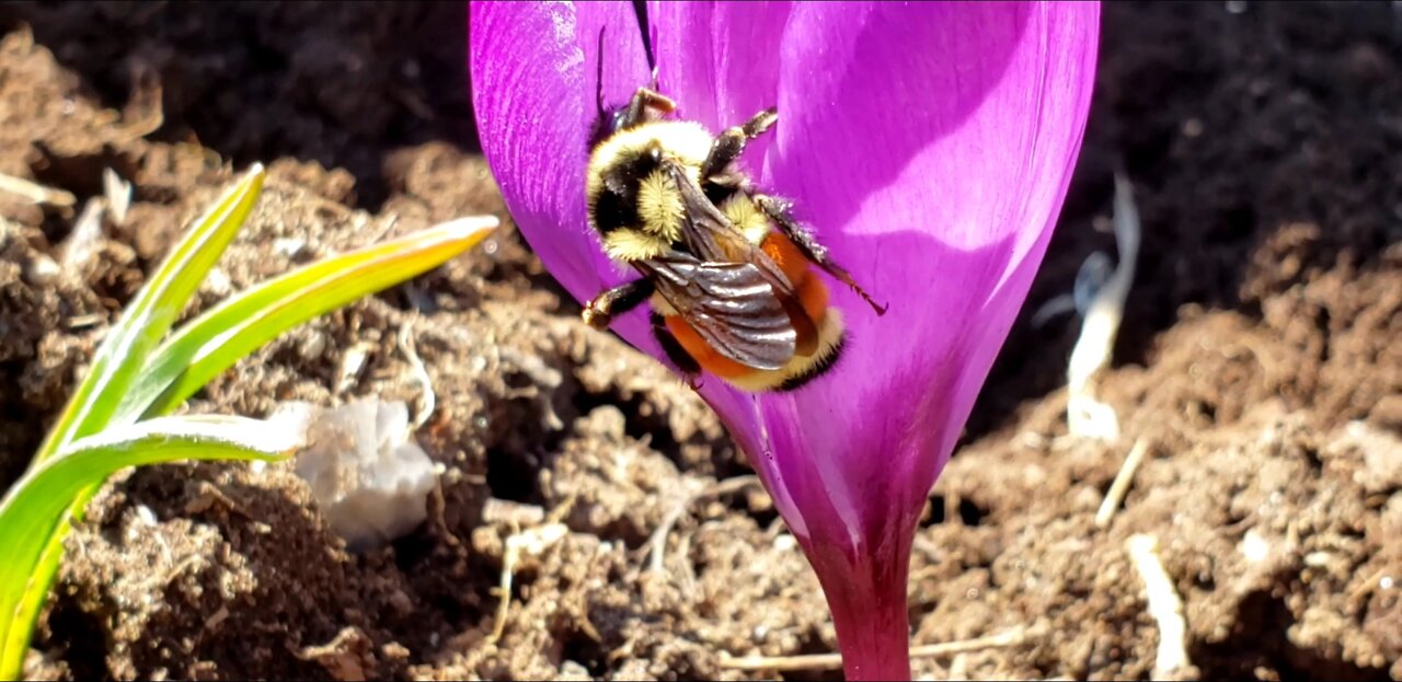 Big orange color bumblebee dusted with pollens