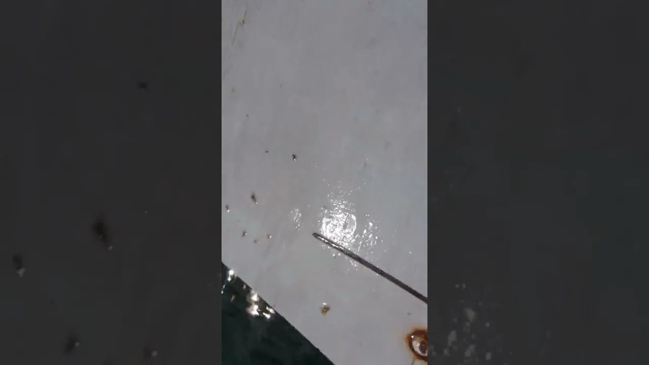 Tiny crab at the end #shorts #ocean #crab