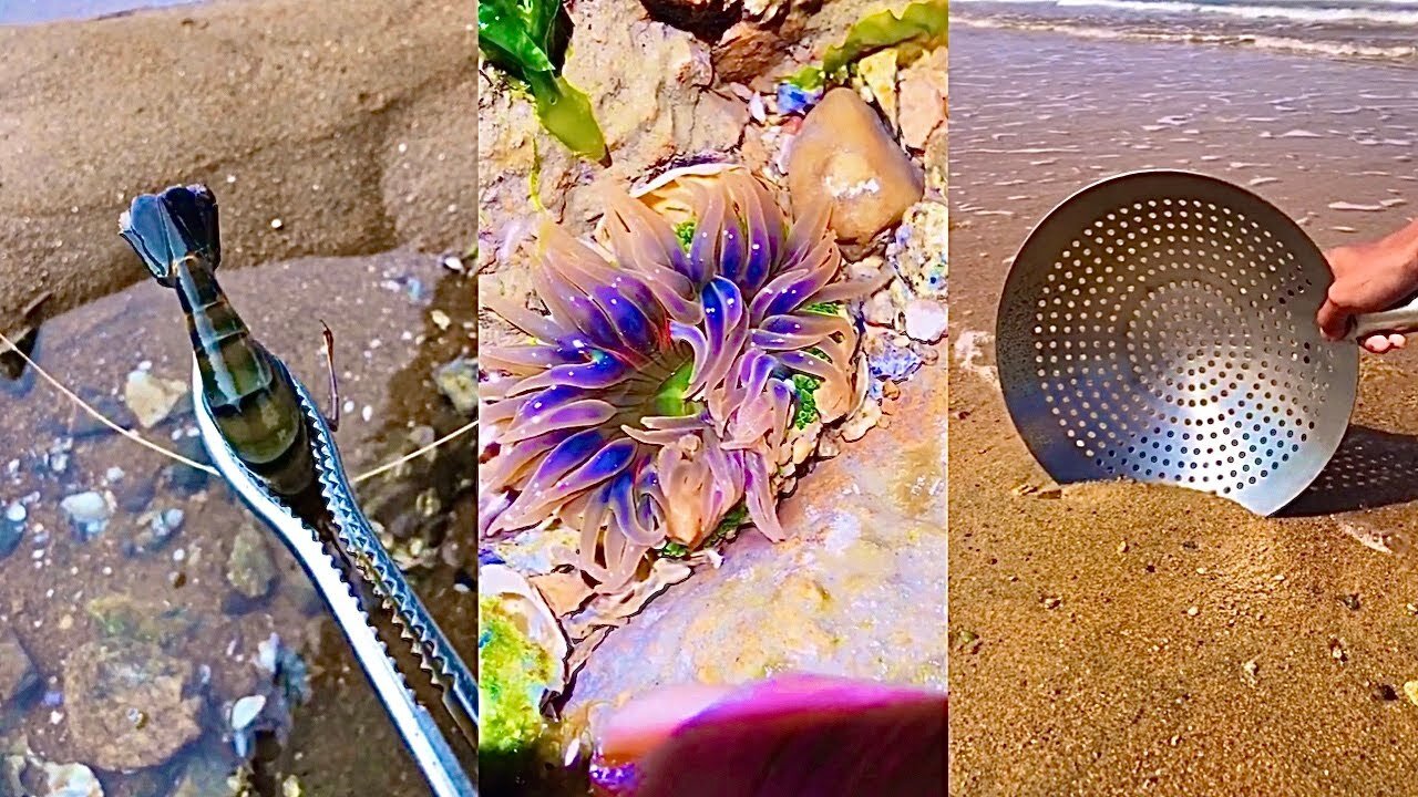 Activities of Fishermen Hunting Marine Animals Around the Beach