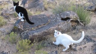 Our Cats #63 #shorts – Cats Chase Insects & Each Other Outside