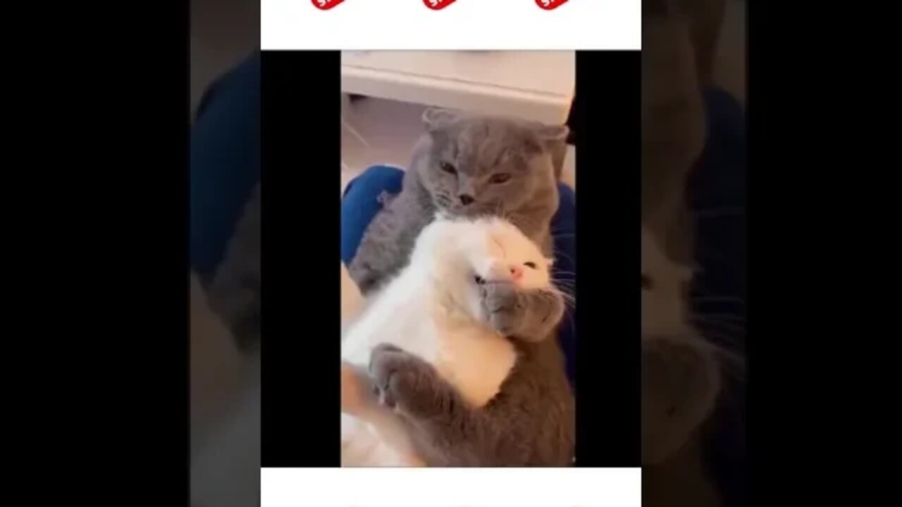 Gatos fazendo carinho #shorts