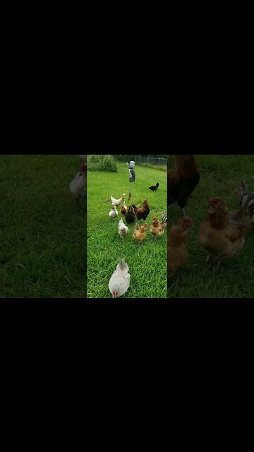 Chickens And Parker #chickens #chickenshorts #chickenlife