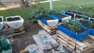 Container Garden part 2