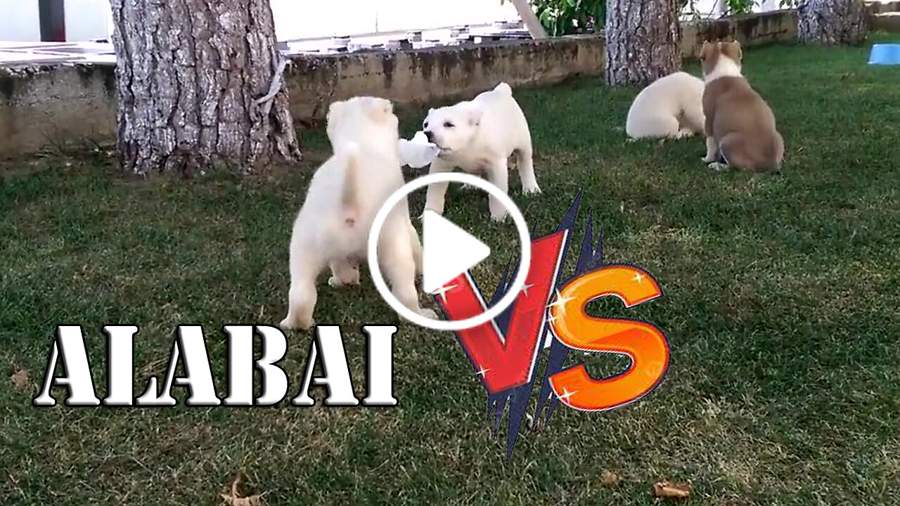 White Alabai Shepherd Dog Puppies Vs