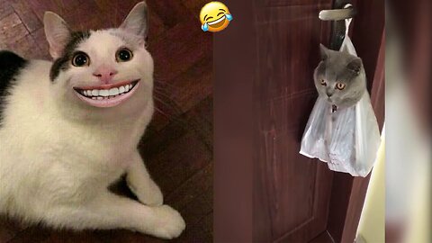 funny pets😺🐶 cats dogs animals