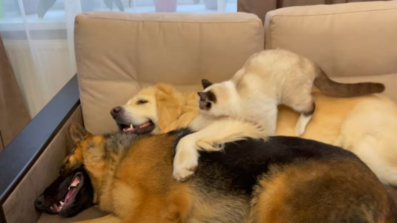 Golden Retriever and German Shepherd Puppy think a Kitten is a Broken Dog!