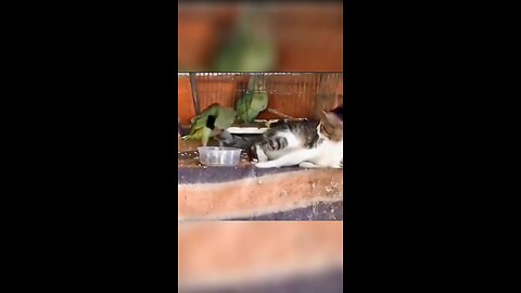 Best funny animal video collection