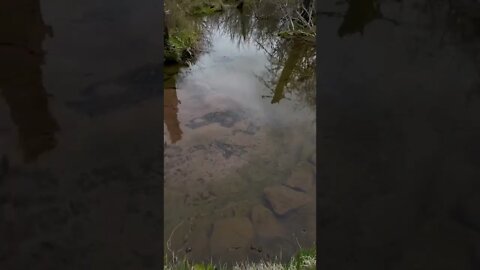 Bubbling springs underwater