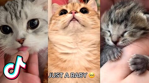 Cat is Funny