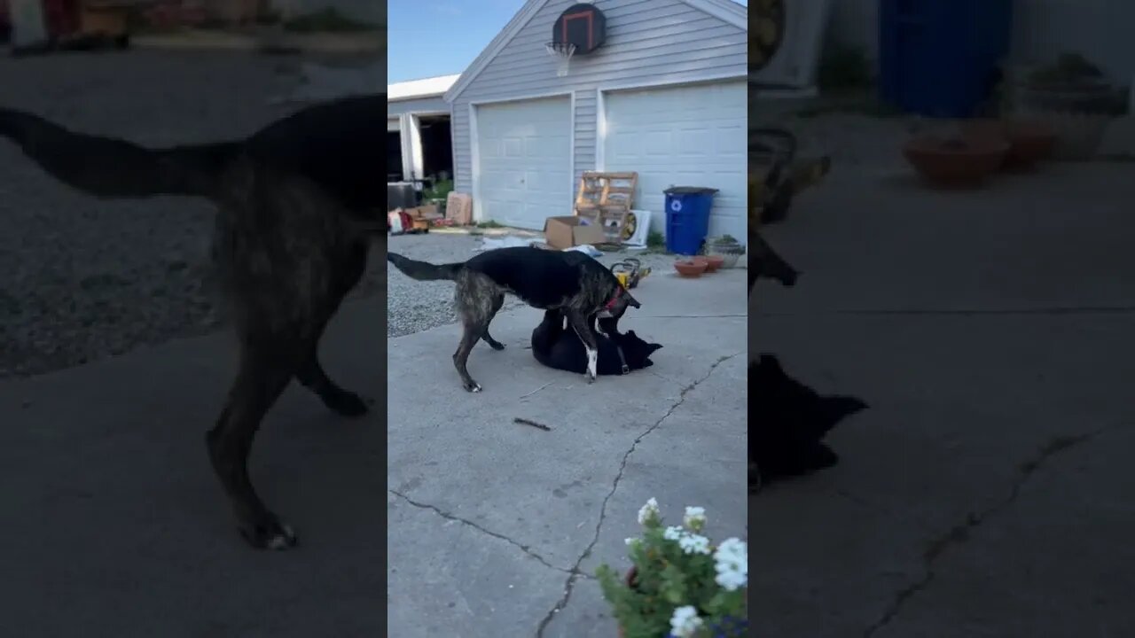 Bella Teaching Ragnar She Is Still The Boss. 🐺🫡#shorts #lycanshepherd #shepherdmix #farm