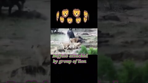 Buffalo attacked by group of lion #shorts #youtubeshorts #shortvideo