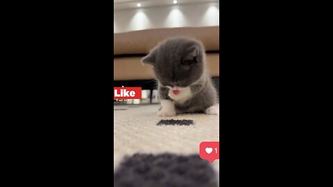 Fanny cat vedio