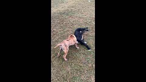 Presa Canario vs Shepard Dog