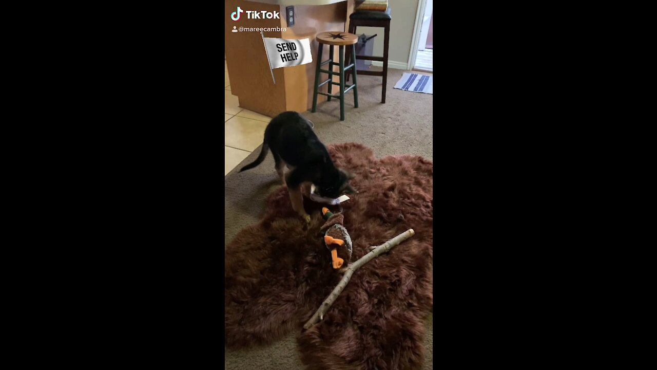 My puppy stole my bra and is on the offensive!