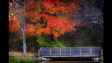 Delight in the Colors of Autumn